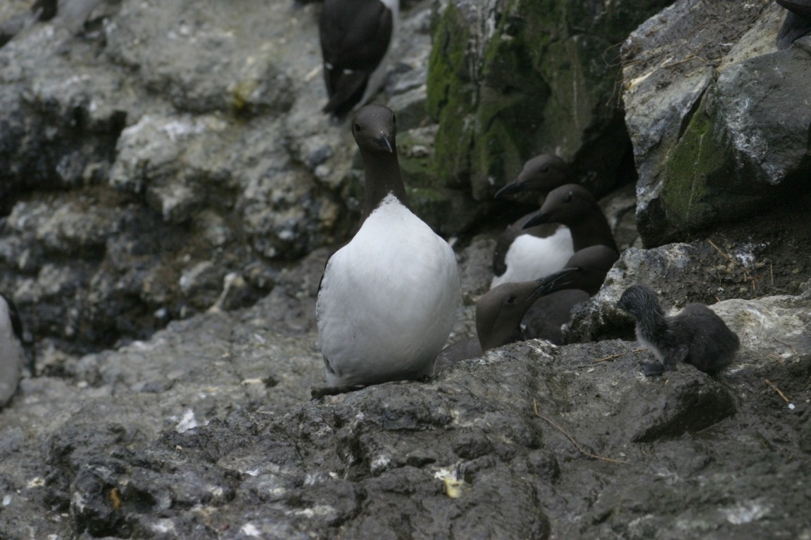 Guillemots And Young, Lunga